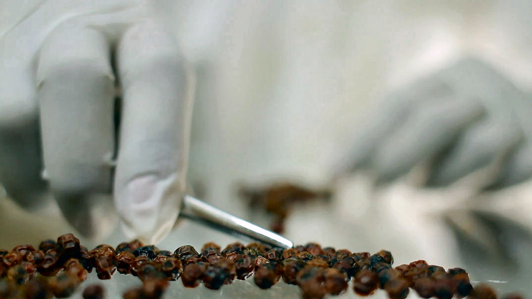 Sorting pepper by hand